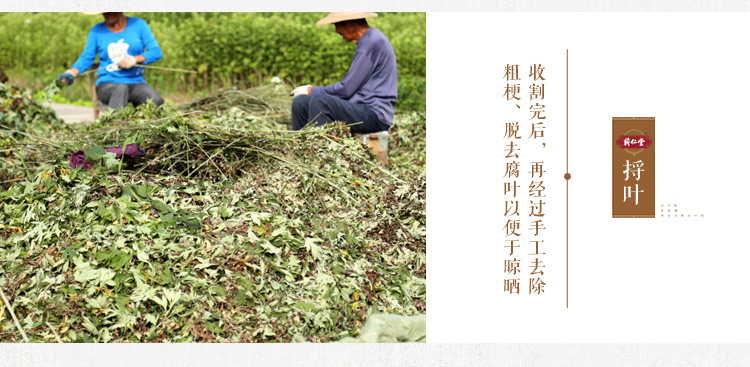 Dried Mugwort Leaf Ai Ye 250g Bag Qichun Wormwood for Moxa and Herbal Use in use