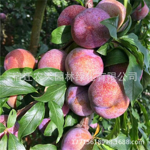 Bee sugar plum saplings grafted late-maturing extra-large green crisp plums boneless plums planted in the north and south courtyard fruit trees and fruit seedlings potted plants