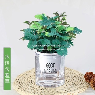 ���߲�С���Ի����҃��ֲ̨�ﺦ�߲ݳ�Ʒ�玧��Ȥζ�Gֲ�^�~����