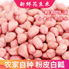 花生大量批发现剥新花生米生新货粉皮花生米不带壳榨油白沙花生仁