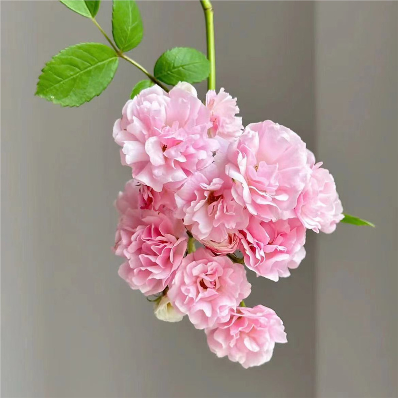 Semillas de flor de rosa, flores grandes, rosas, enredaderas, semillas de flores de rosas, cuatro estaciones, jardín, enredaderas, plantas trepadoras, semillas de flores