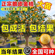 ���ڏV����Ƥ��ۘ�����ϱ�������ͥԺ���Ԏ����l����Y�����Ә�