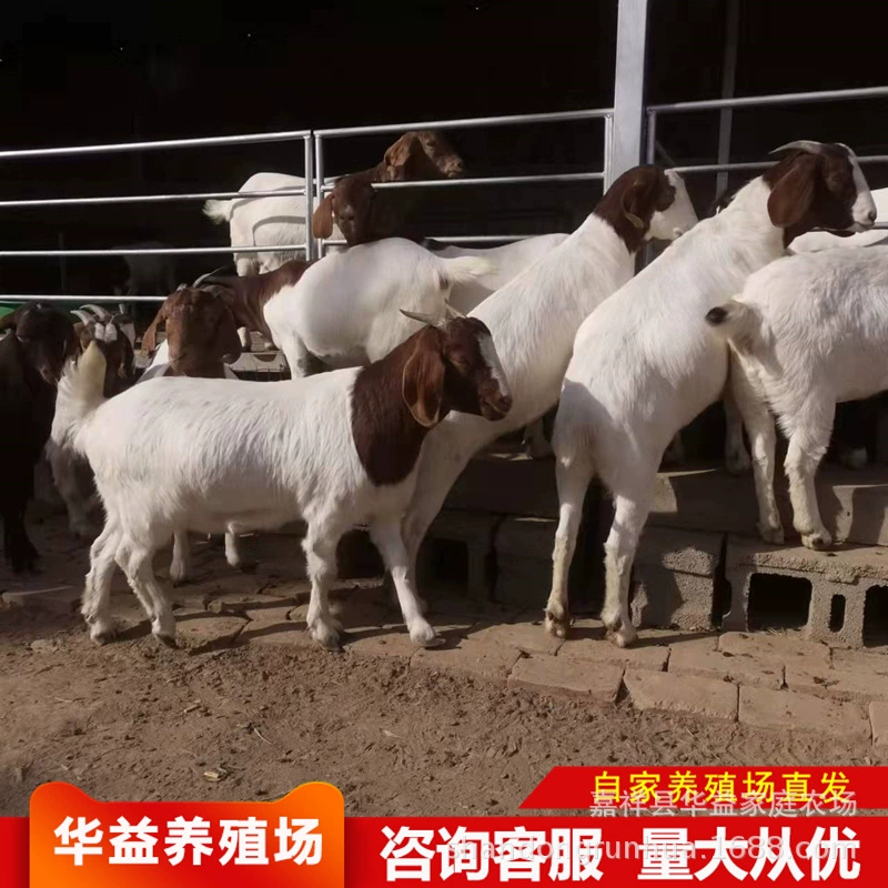 Где я могу купить козлятёнка поло (козла-пополам) для 15-20kg летнего ребенка с фермы?