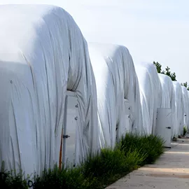 菌菇种苗;羊肚菌;温室、大棚