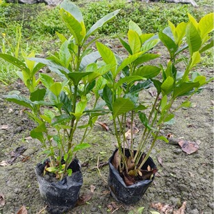 Gardenia Saplings, Large and Small, Gardenia, Sea Gardenia, Various Specifications, Wholesale, Large Quantity, Discount, Origin