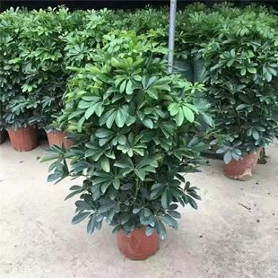 �����҃ȿ͏d���Ի��ܰ˷���ؔ���_ľ�Gֲ���~ɏ�lؔ������ľ���l