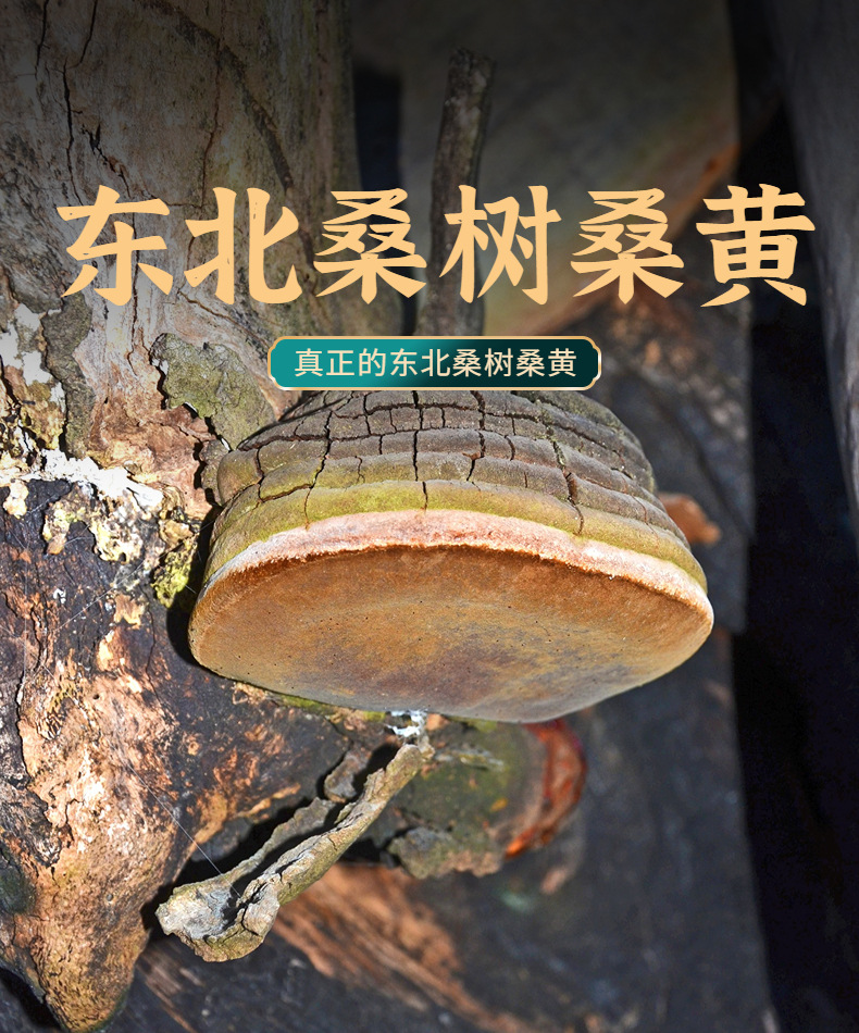 Mulberry Sang Huang (Sanghuangporus sanghuang) — Wild Jilin Changbai Mountain Cut Slices, 100g overview