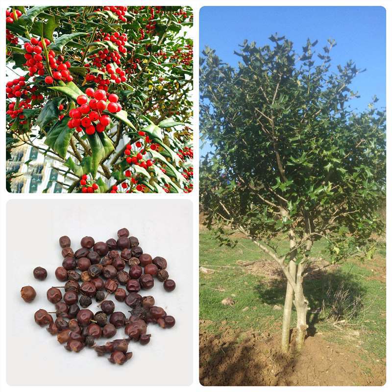 有刺构骨种子无刺枸骨种籽又名猫儿刺老虎刺常绿灌木或小乔木