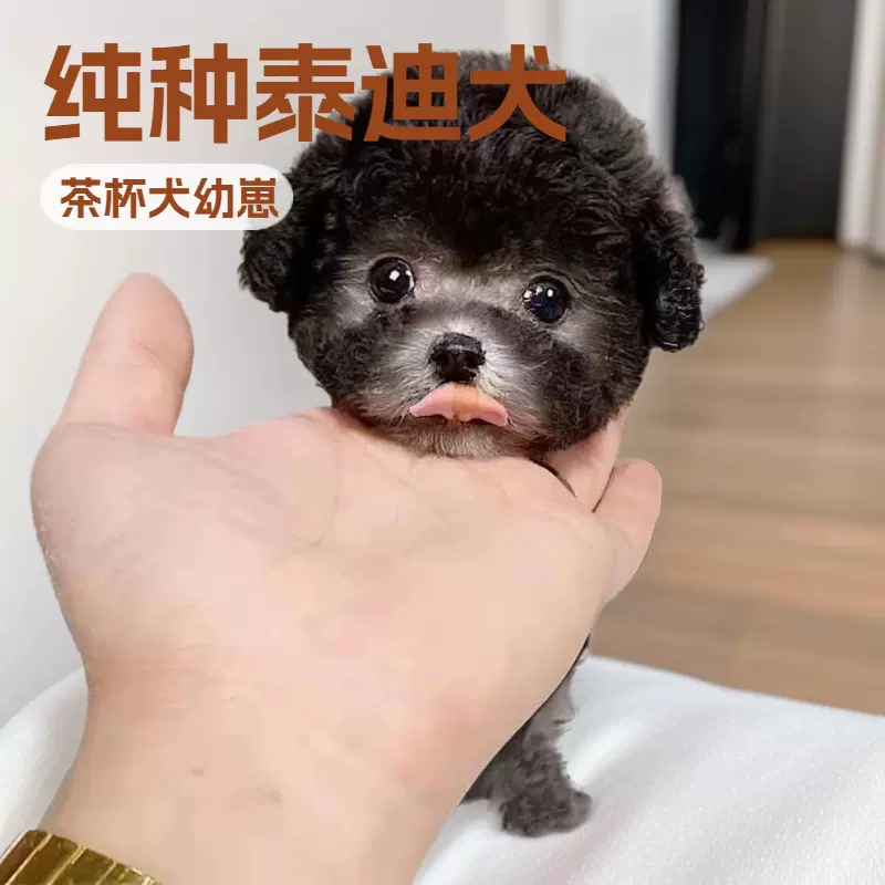 定制纯种贵宾犬小型宠物茶杯犬幼崽活体狗狗泰迪玩赏犬家庭伴侣犬