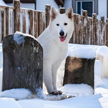 纯种瑞士牧羊犬活体狗狗大型宠物瑞牧搜救犬护卫犬工作犬幼崽小狗