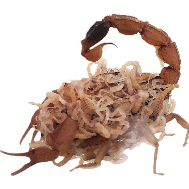 Беременный женский скорпион, беременный скорпион, утренний скорпион, полный беременности женского скорпиона, целый скорпион, разведения скорпиона, живой скорпион 0.5kg, бесплатная доставка