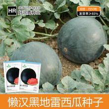 厂家批发懒汉黑地雷西瓜种子黑色圆球型红瓤春夏秋季黑皮水果种籽