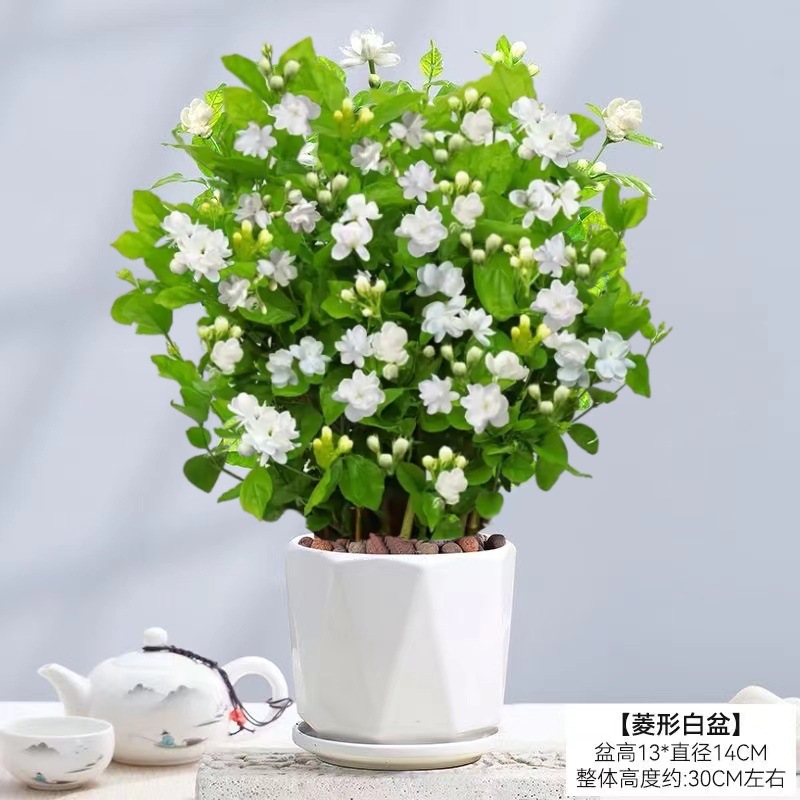 [hot selling] 10 selected jasmine seedlings (large angular ceramic pots) with free nutritional fertilizer