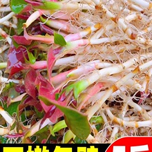 �۶������r�~�Ȳ��i�ǿ׮���Ұ�߲���ѿ�۸��~�F�ݛ�����˼�ʳ