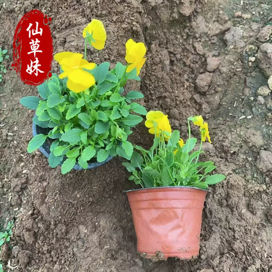 角堇杯苗 花卉基地批发三色堇小苗 景区造景工程绿化苗多花色盆栽