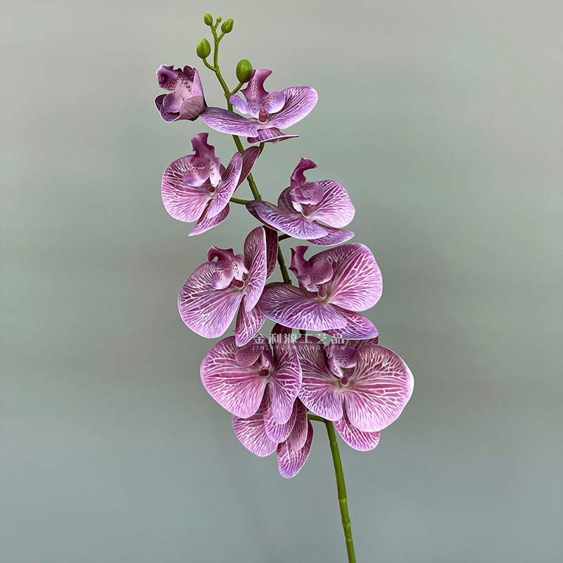 51菖薄
