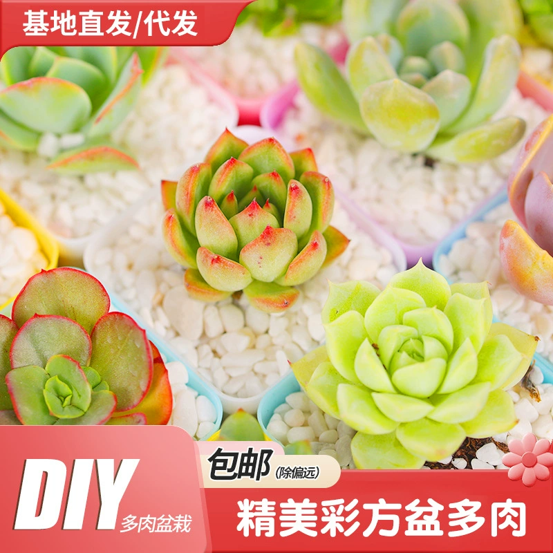 База суккулентное растение в горшке микропейзаж подарок зеленое растение DIY сочные растения декоративные украшения оптовое поколение