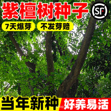 紫檀树种子檀香种子护坡绿化庭院种植名贵木材籽中华木绣球树苗