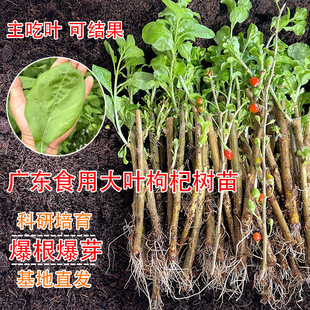��轘���ʳ������~���������ӷNֲ���Ϸ��ļ��߲��̨���]���l