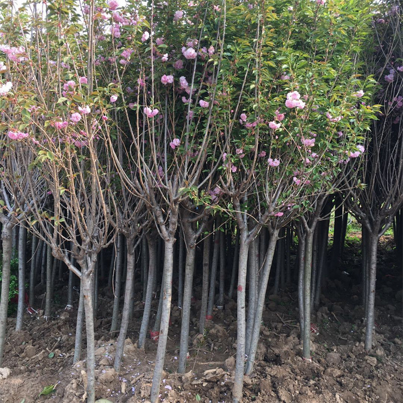 日本樱花树苗木庭院南北方种植盆栽大绿化风景树苗室外花卉早晚樱