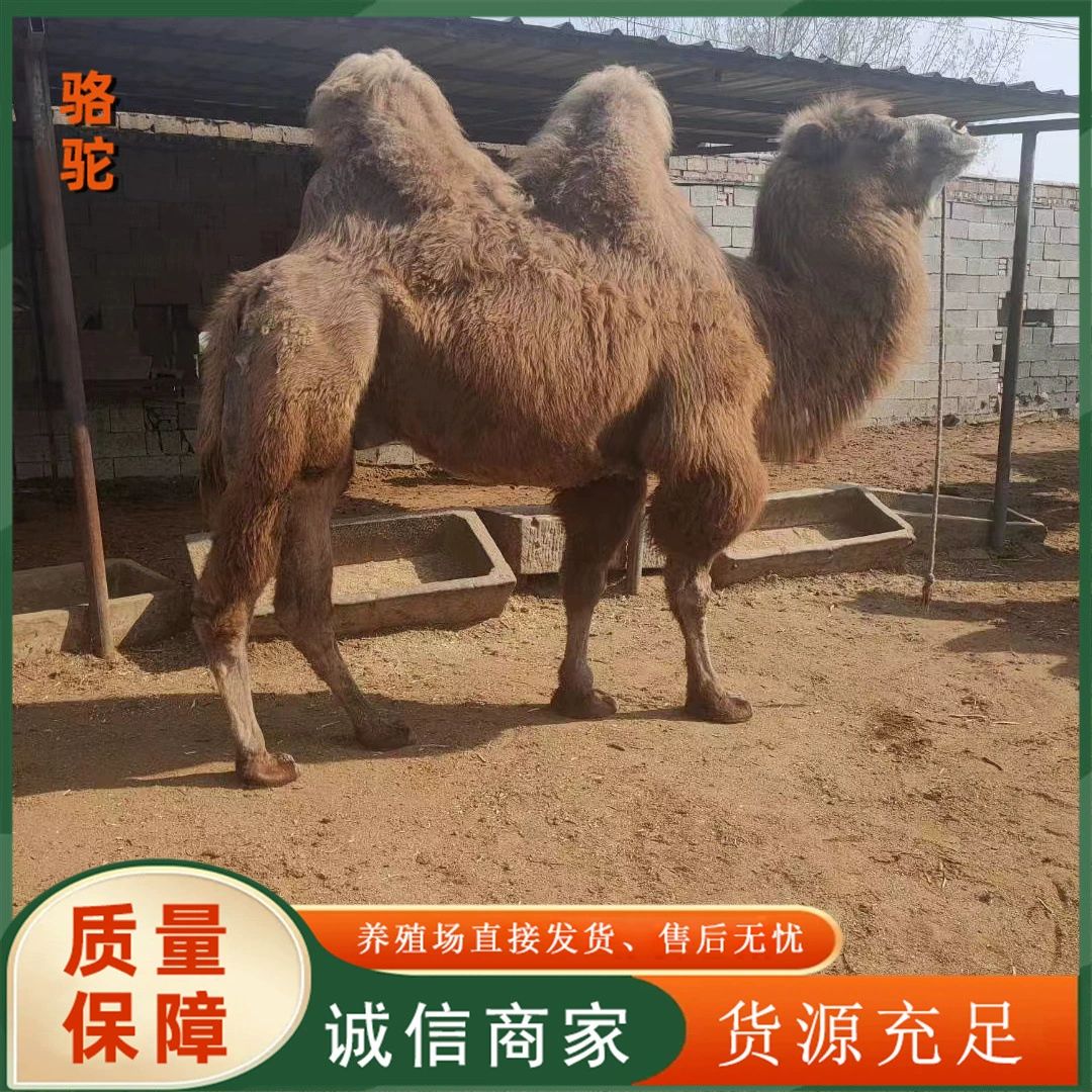 Где можно купить верблюда, который умеет кататься? Производитель поставляет щенков верблюдов. Где можно купить живых детенышей верблюдов?
