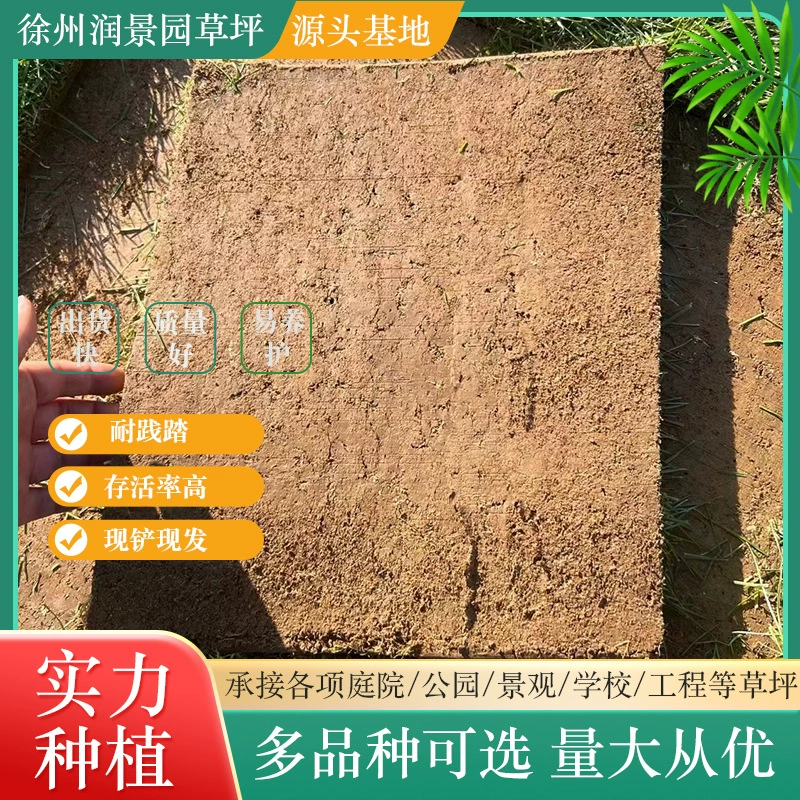 Газон настоящий газон с почвой Вилла озеленение сада Четыре сезона зеленый фруктовый хребет трава Тайвань трава Манила трава с почвой