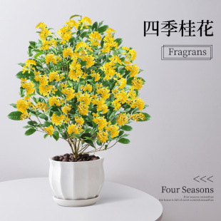 𻨘ļԎ̨҃ͥԺԴ_໨ֲ