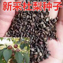 新采杜梨种子 棠梨树种子 嫁接梨树砧木 海棠梨 野梨籽 梨树种子
