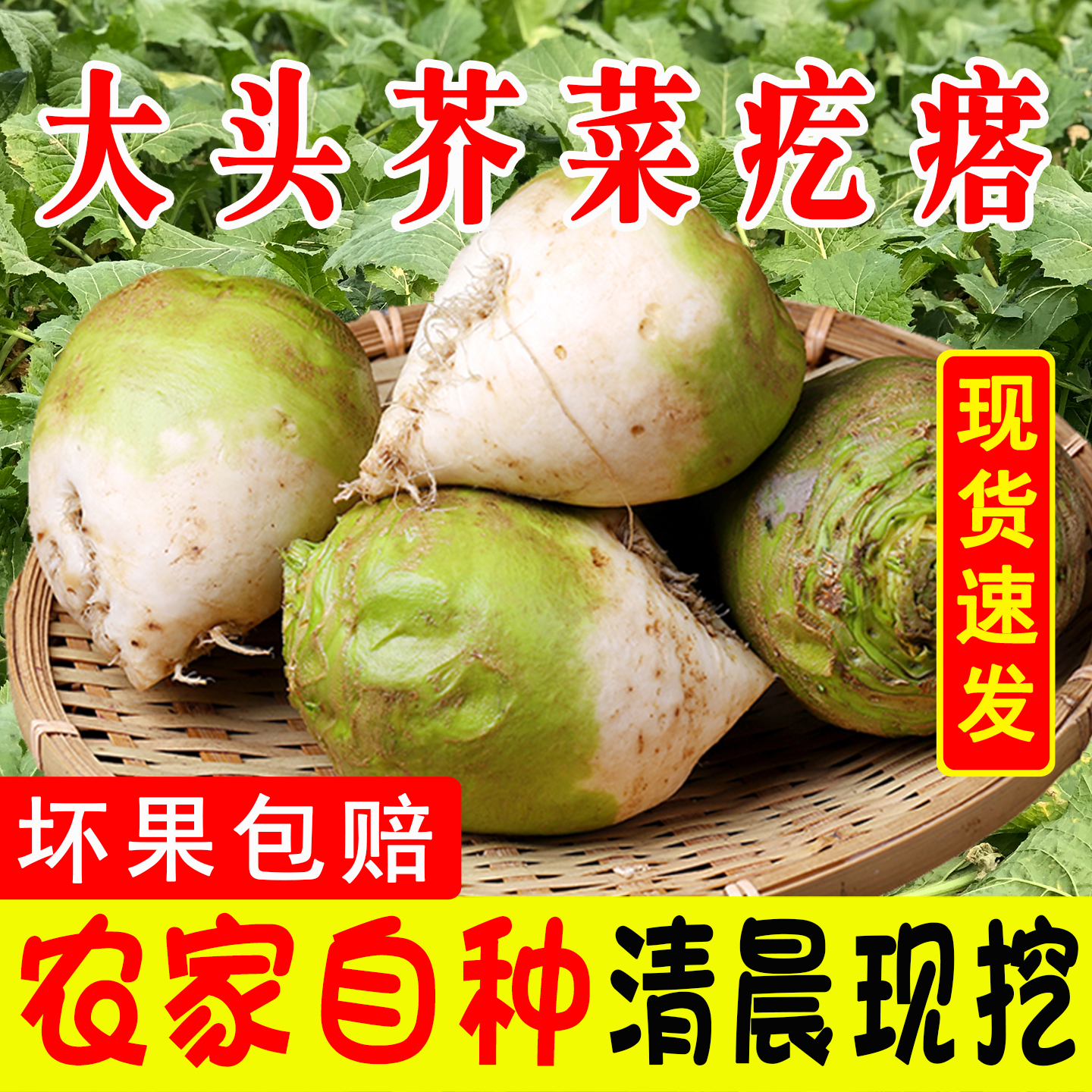 疙瘩生辣咸菜大头菜挖芥菜饭菜泡新鲜芥菜腌农家蔬菜老式丝酱