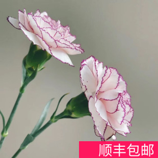 Single-Headed Red Pink Carnation Multi-Headed Carnation Fresh Cut Flower Yunnan Flower Base Straight Hair Mother's 38 Women's Day Flower