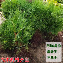 һlؘɘȰؘ猚ɰؘɰؘȰؘ