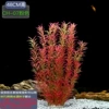 48cm high CH-07 [pink]