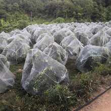 果树防虫网蔬菜大棚杨梅琵琶樱桃防蚊果蝇苍蝇型网罩纱网