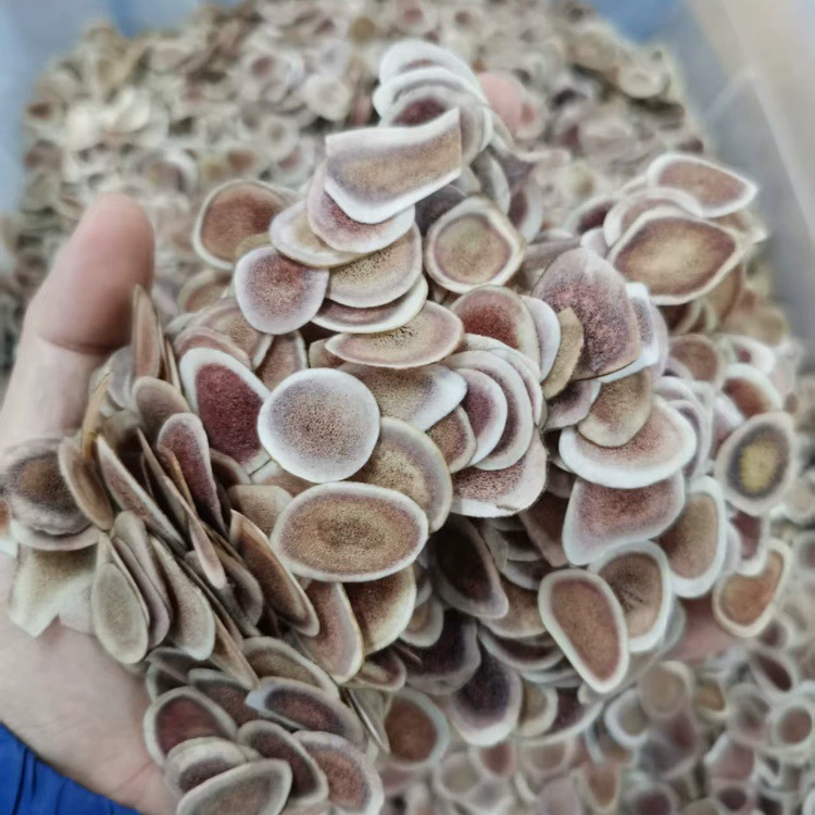 Кусочки оленьих рогов северо-востока оптом, кусочки рогов, кусочки порошка рогов красного оленя, кусочки крови сушеных оленьих рогов, кусочки воска оленьих рогов, кусочки крови оленьих рогов, замоченные в вине.