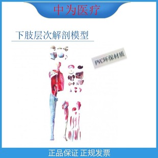 �О��t�� PVC�̌W��֫ ���w������֫�Ӵν���ģ��