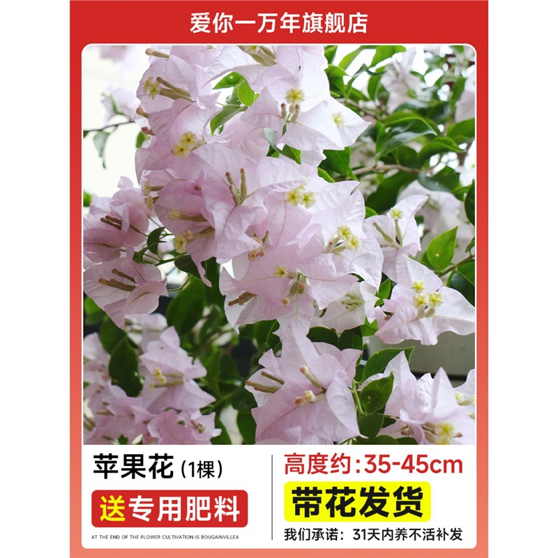 부겐빌레아 : 사과꽃모종 [다계절 개화] + 비료