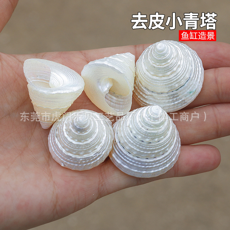 Concha Daquan natural con cera de pescado, materiales decorativos mediterráneos DIY al por mayor