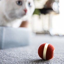 WickedBall�Ԅ����܏����򶺌�����؈���������߿�ҧ�����