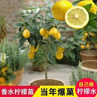 �ļ��o����ˮ���ʘ����ʳ�Ù����ϱ����̨�Nֲ����Y��ˮ������
