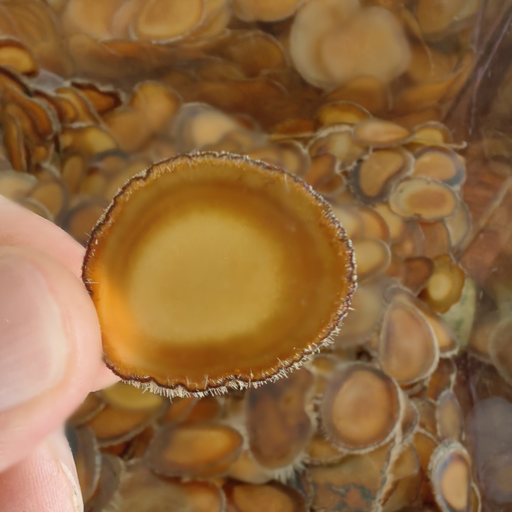 Deer Antler Slices Lu Rong Quan La Pian Full Wax Slices for Soup and Wine Infusion 5g specifications