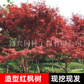 红枫树苗中国三季红日本红枫红舞姬庭院别墅四季红盆栽地栽红枫树