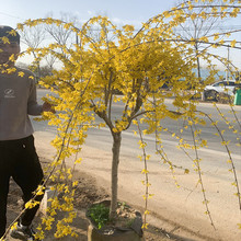 连翘树苗迎春花苗金钟花黄老虎苗室外耐寒绿色花卉植物盆景盆栽