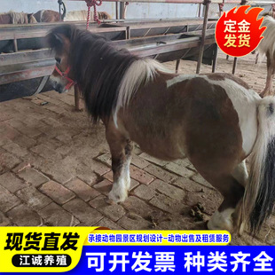 �����R���w�R���_�R�T���RС���R�����R���R���R��ͯ�^�p�R�Bֳ