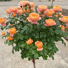 �W�°����ǘ䘶�¼������ش󻨝���õ�������̨ͥԺ�ͺ��������l
