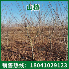 ɽ��� �����ɽ��������ɽ高��箔��Y�� �ϱ����Nֲ���Թ���