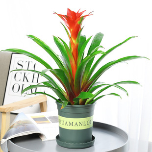 鸿运当头水培盆栽植物办公室内红心花卉绿植大型好养凤梨阳台客厅-阿里巴巴