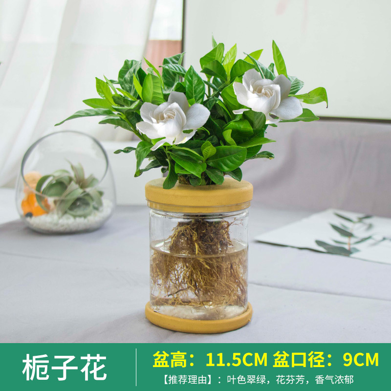 Plantas hidropónicas en maceta de flores de oficina de flores pequeñas plantas verdes en todas las estaciones, fácil de cultivar plantas en maceta de agua suculenta.