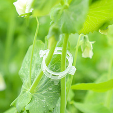 ֲ��A/�Ϲ��يA/���Ͻ����A/��֦�A/�����A/�����A/�����̶��A��