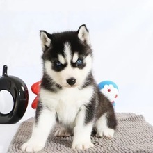 哈士奇幼犬纯种烟灰色蓝眼二哈雪橇犬活体家养宠物犬宠物狗狗幼崽