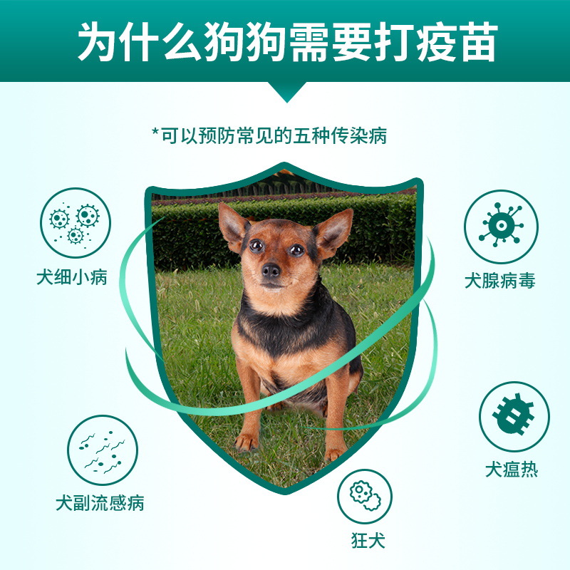 科前犬四联疫苗科旺福狗狗幼犬预防狂犬细小犬瘟病毒疫苗自打套餐